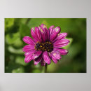 Search for double a art Purple
