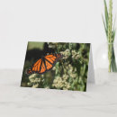 Search for monarch butterfly cards Nature