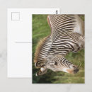 Search for juvenile postcards Cute