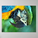 Search for colourful parrot posters Tropical