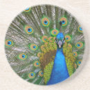 Search for peacock coasters Green