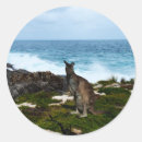 Search for kangaroo marsupial stickers Wallaby