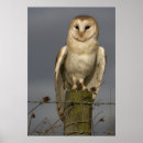 Search for barn owl posters Bird