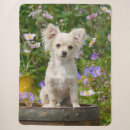 Search for chihuahua blankets Funny