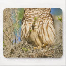 Search for owl in tree electronics Wild