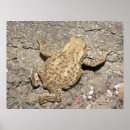 Search for crawling posters Wildlife