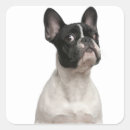 Search for 5 month stickers Dog