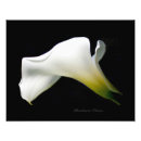 Search for calla lily art Florist
