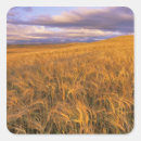 Search for barley stickers Wheat