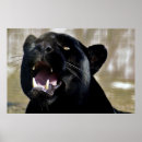 Search for black panther posters Animals
