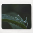 Search for mantis mousepads Nature