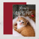 Search for funny cat christmas cards Red