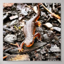 Search for salamander posters Nature