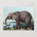 Search for elefant Wildlife