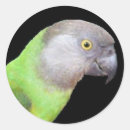 Search for senegal stickers Bird