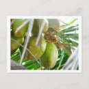 Search for palmtree postcards Coconuts