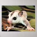 Search for sugar glider posters Cute