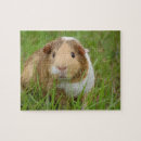 Search for guinea pig puzzles Pet