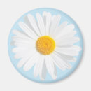 Search for white daisy magnets Fresh