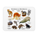 Search for animal magnets Mammal
