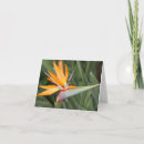 Search for birds of paradise note cards Nature