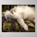 Search for ragdoll cat art Cute