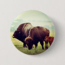 Search for bison badges United states