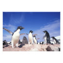 Search for paul souders posters Nature
