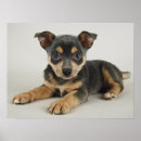 Search for cute puppy posters Portrait