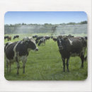 Search for holstein mousepads Cattle