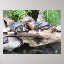 Search for cute turtle art Photography