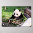 Search for giant posters China
