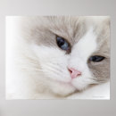 Search for ragdoll posters Cats