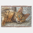 Search for lazy cat Bengal