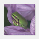 Search for tree frogs magnets Sitting