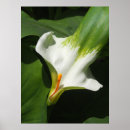 Search for callas posters Floral