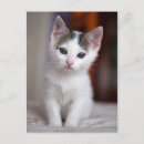 Search for kitty postcards Portrait