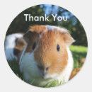 Search for cavy stickers Thank you