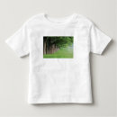 Search for kentucky state tree Louisville