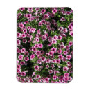 Search for bushes magnets Summer