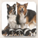 Search for border collie coasters Animal