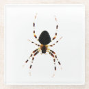 Search for arachnids barware Wildlife