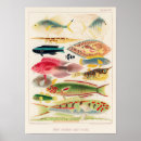 Search for antique fish print posters Ocean