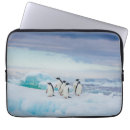 Search for gentoo penguin electronics Ice