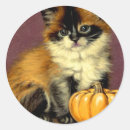 Search for ragdoll cat stickers Siamese