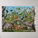 Search for backyard bird art Cardinal
