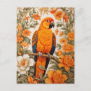 Search for conurs postcards Sun conure
