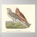 Search for hawk paintings posters Illustration