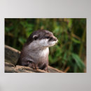 Search for cute otter posters Mammal