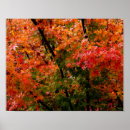 Search for maples posters Foliage